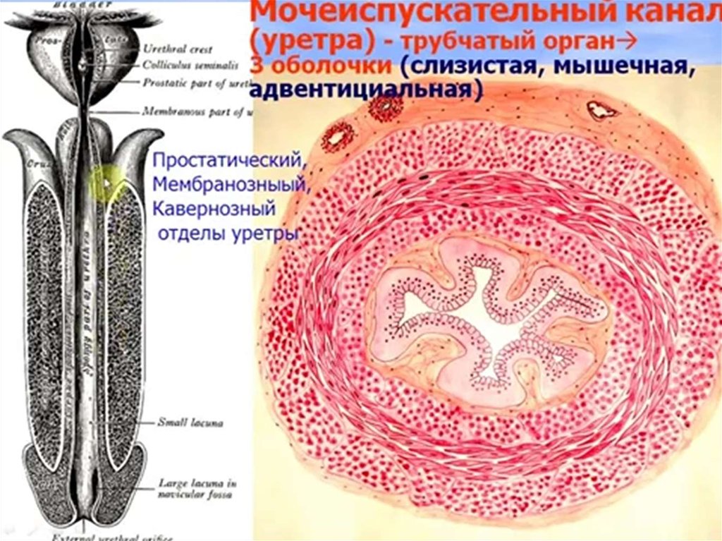 Уретра это