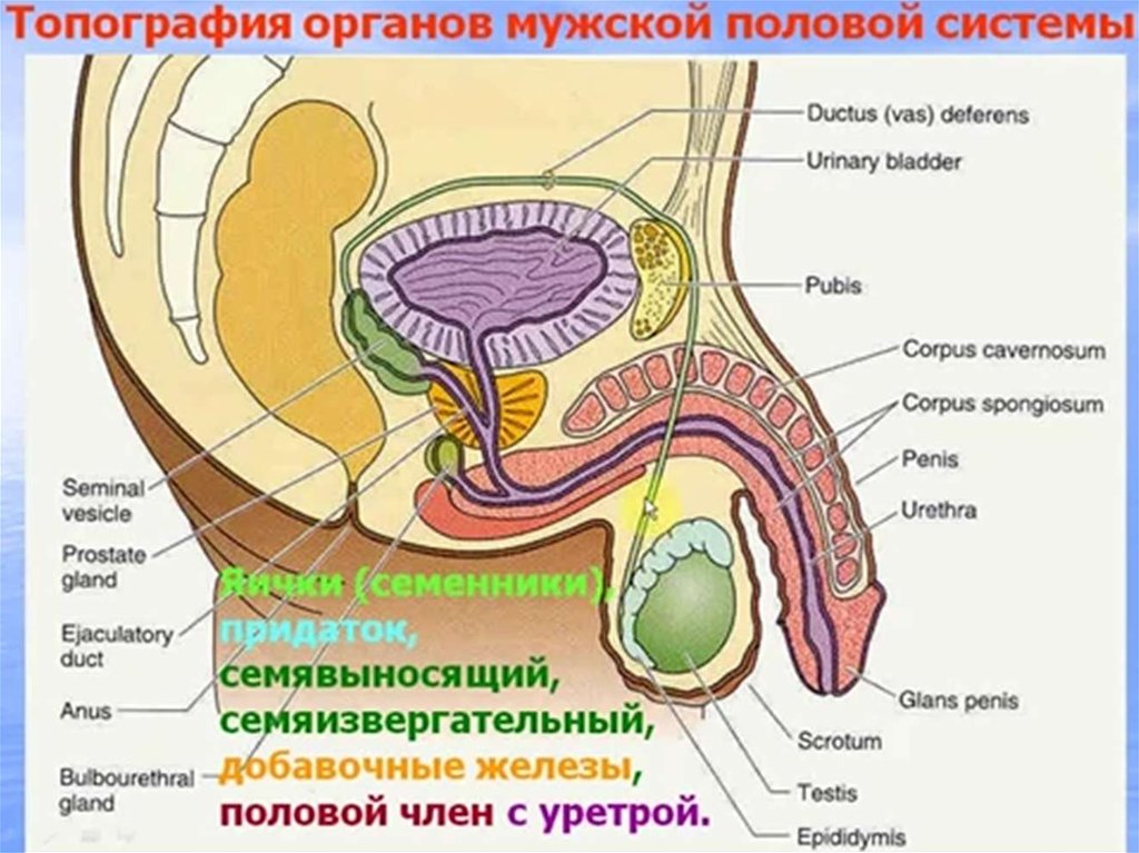 Схема строения мужской половой системы