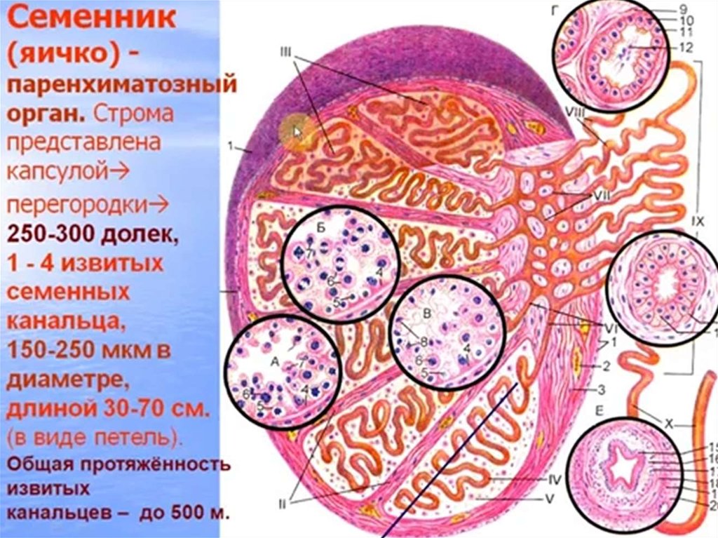 Мужская половая система презентация