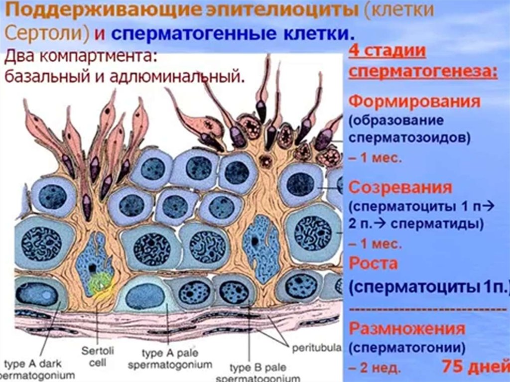 Эпителиоциты