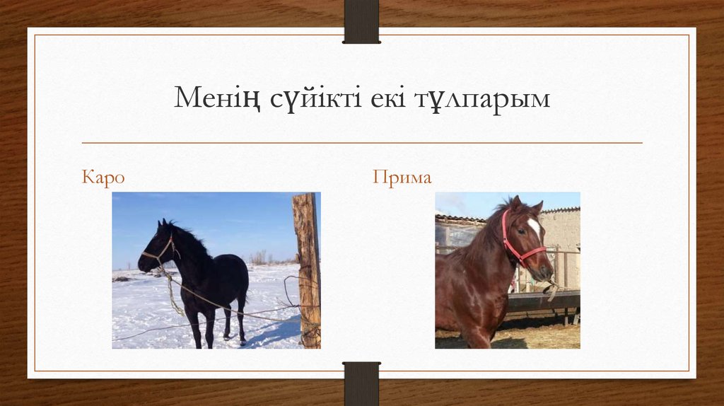 Менің сүйікті екі тұлпарым