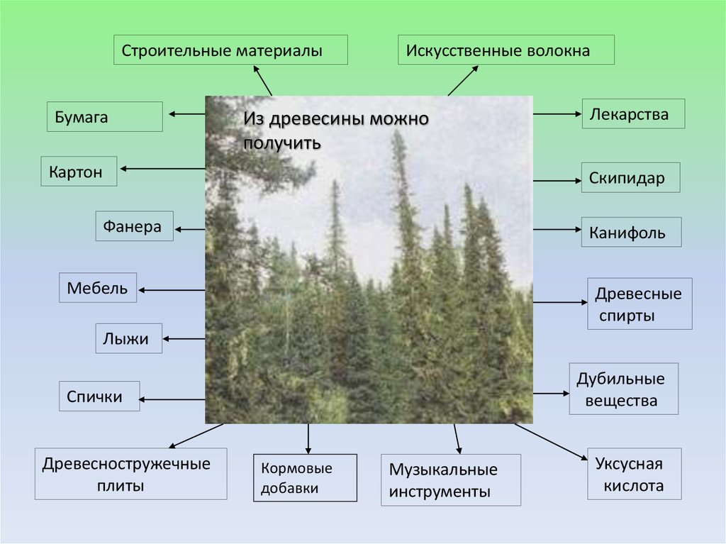 Таежная зона презентация 8 класс география