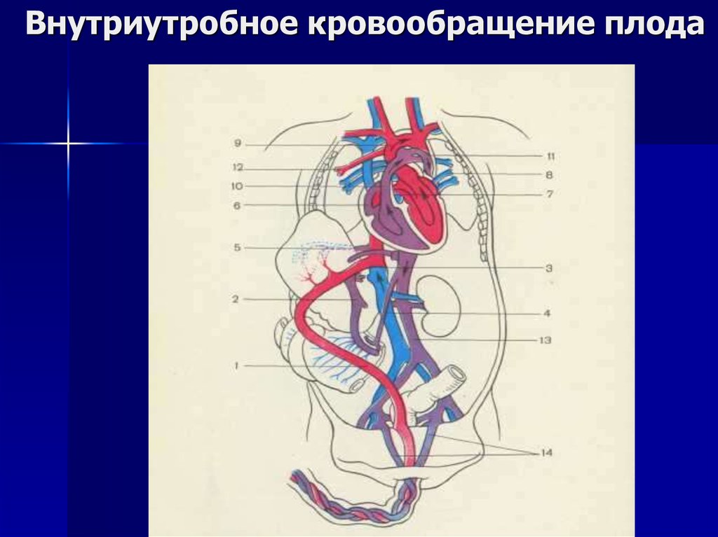 Схема внутриутробного кровообращения плода