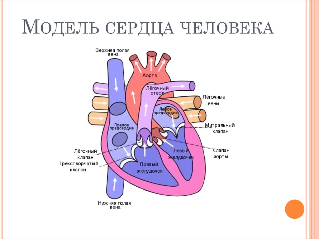 Как работает сердце схема