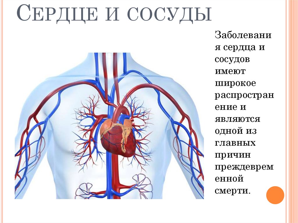 Сердце и сосуды рисунок