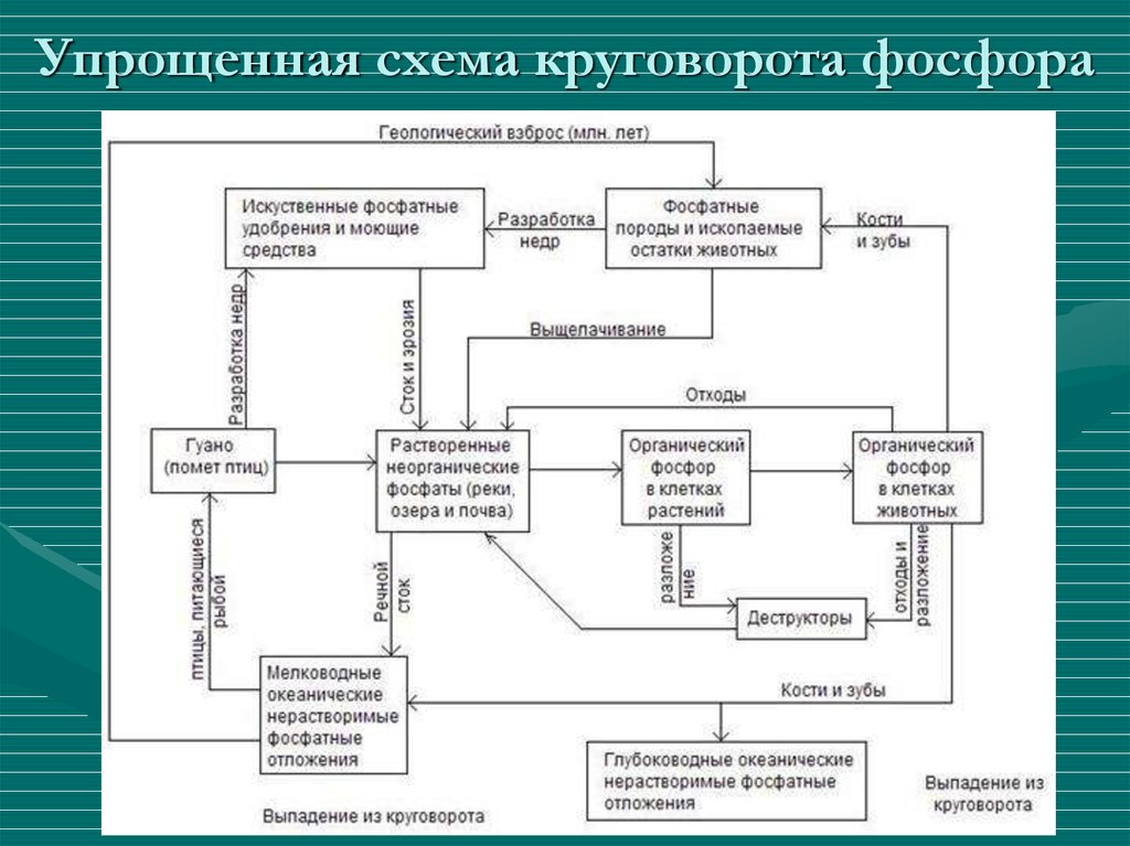 Составьте схему круговорота фосфора и разными стрелками покажите перемещение фосфорсодержащих