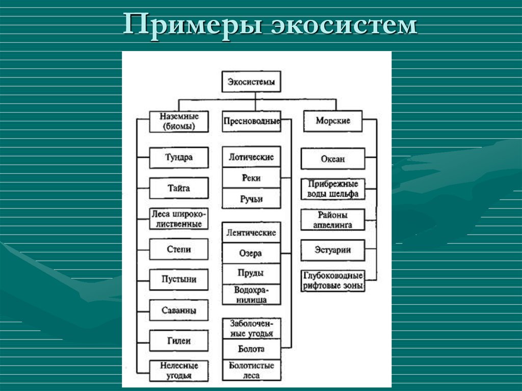 Примеры видов систем. Классификация наземных экосистем. Устойчивые экосистемы примеры. Классификация экосистем схема. Типы экосистем в бизнесе.