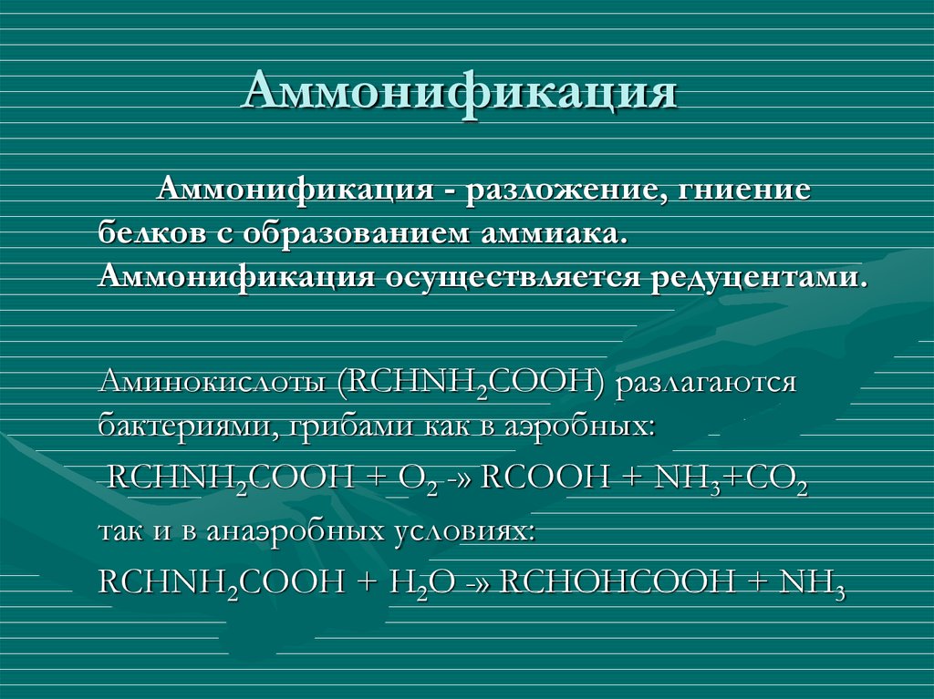 Аммонификация