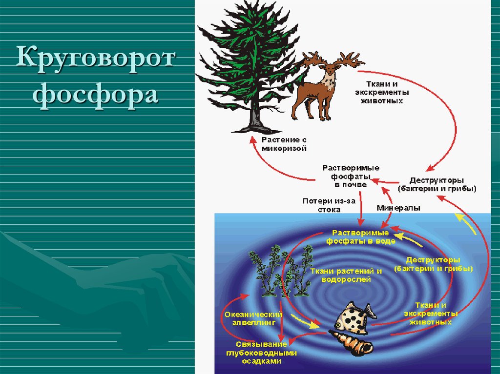 Составьте схему круговорота фосфора и разными стрелками покажите перемещение фосфора