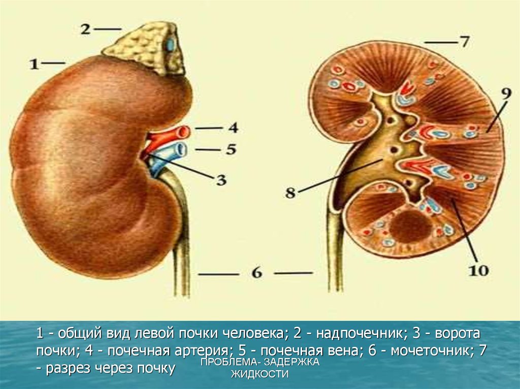 Правая и левая почка. Почки анатомия человека. Почка человека в разрезе. Почка в разрезе анатомия.