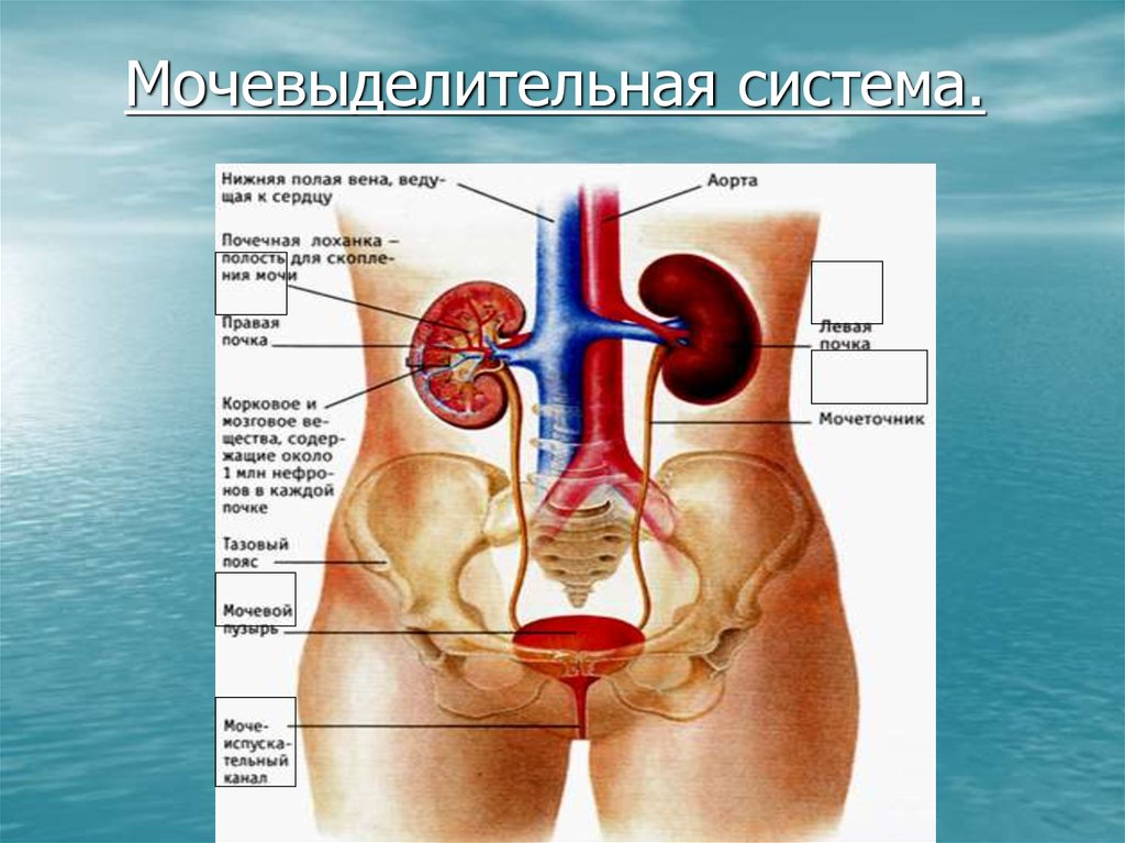 Краткая схема органов мочевыделения