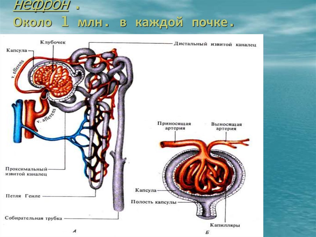 Какая структурная единица почки изображена на рисунке