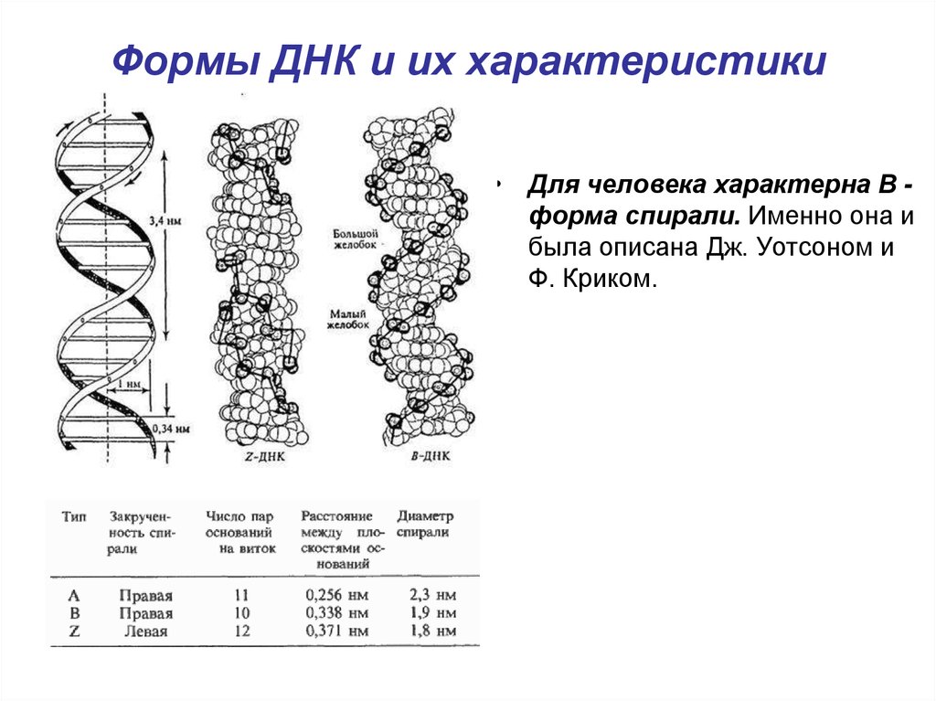 Значение молекул днк. Характеристики β-формы ДНК. Формы структуры ДНК. A B Z формы ДНК. Строение спирали ДНК.