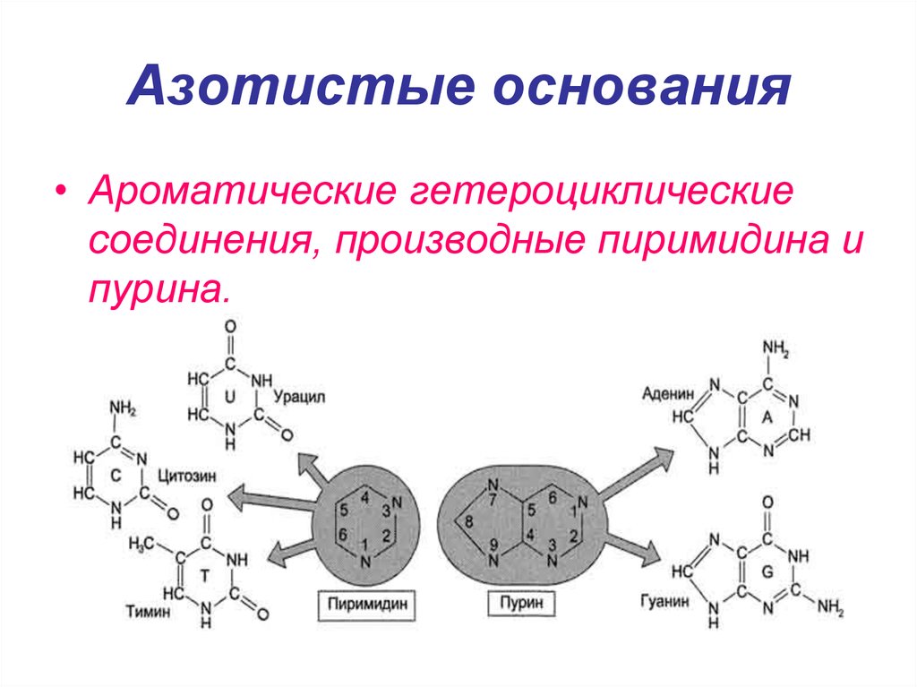 Азотистые основания нуклеиновых кислот. Пурины азотистые основания. Гетероциклические азотистые основания. Ароматические гетероциклические соединения. Азотистые основания производные пиримидина.