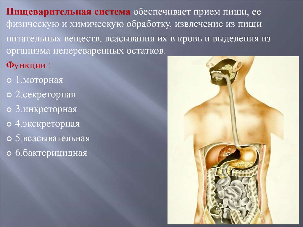 Непереваренные остатки пищи удаляются из организма через. Двигательная функция пищеварительной системы. Всасывание веществ в пищеварительной системе. Непереваренные остатки пищи удаляются из организма. Непереваренные остатки пищи накапливаются в.