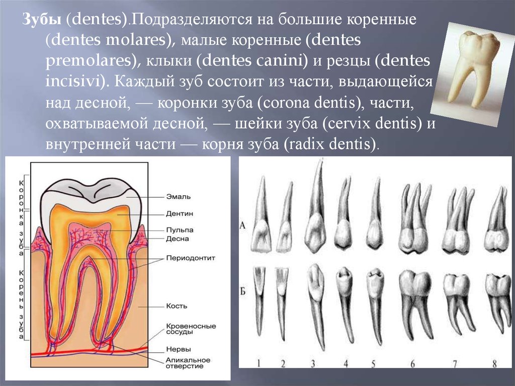 Зуб семерка верхний. Строение зуба 7-ки снизу. Анатомия зубов. Строение коренного зуба. Строение большого коренного зуба.