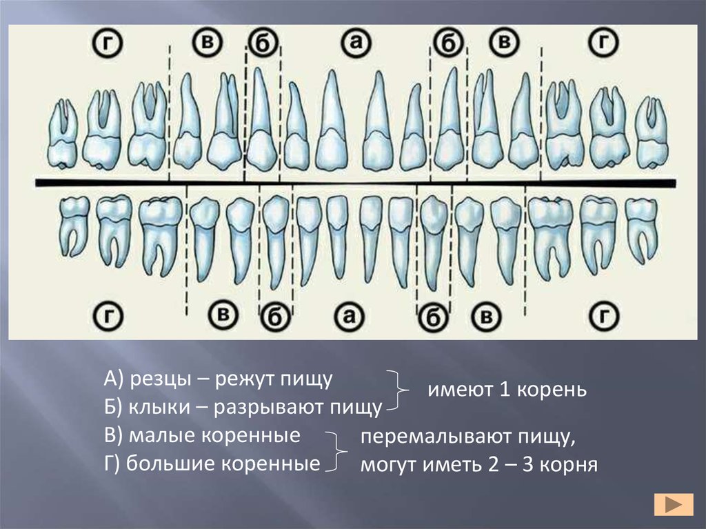 Режущий резец. Резцы малые коренные большие. Размер корня клыка.