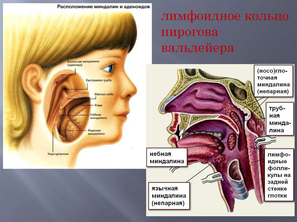 Миндалины схема расположение