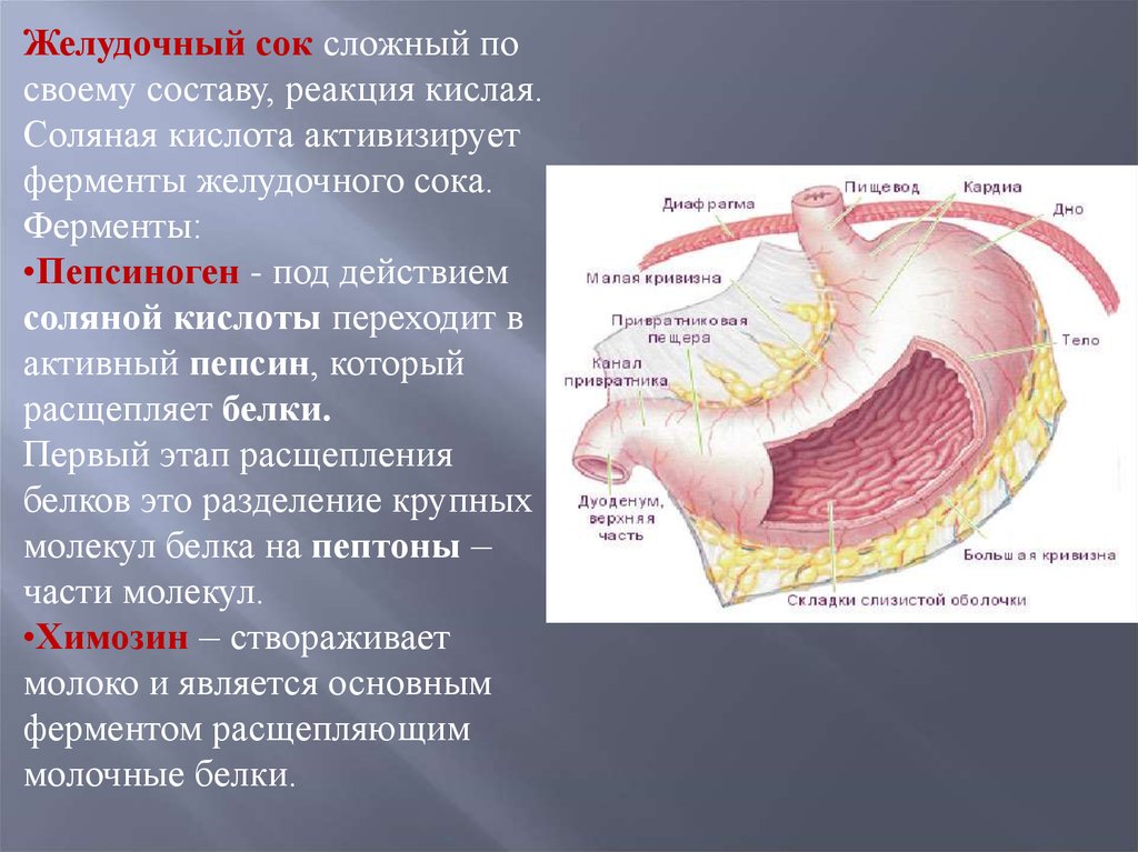 Желудочный сок соляная. Реакция желудочного сока какая. Створаживает молоко в желудке фермент. Пищеварительный сок крокодила состоит. Химозин створаживает молоко.