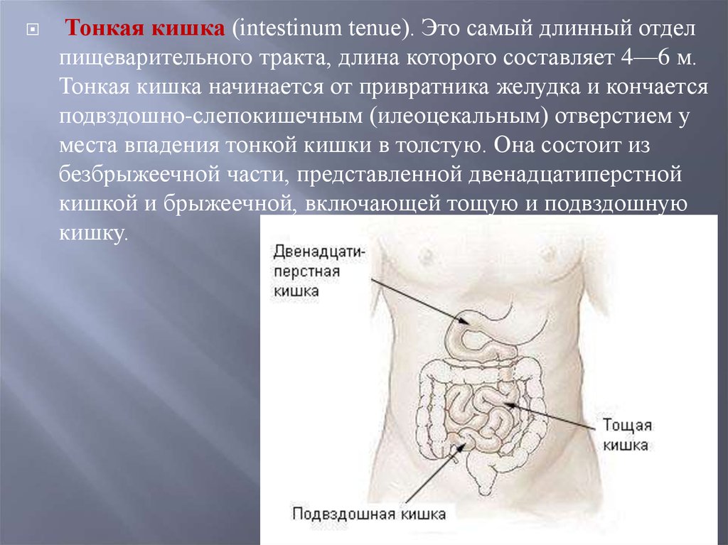 Илеоцекальный клапан где находится у человека фото