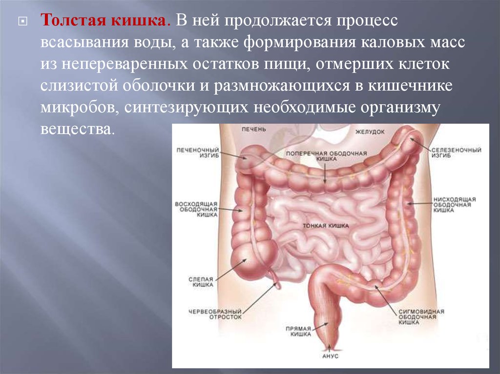 Какие функции толстого кишечника. Слизистая оболочка кишечника строение. Толстый кишечник анатомия. Оболочки Толстого кишечника.