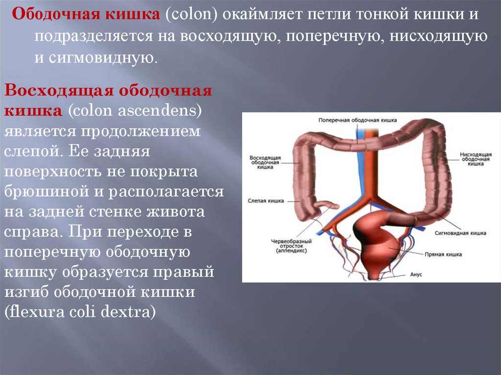 Нисходящая ободочная кишка где находится фото