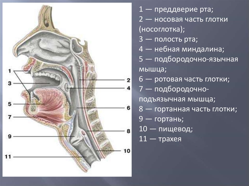 Глотка т. Задняя стенка ротоглотки анатомия. Трахея надгортанник анатомия. Анатомия гортани с пищеварительной системой. Носовая часть глотки анатомия.