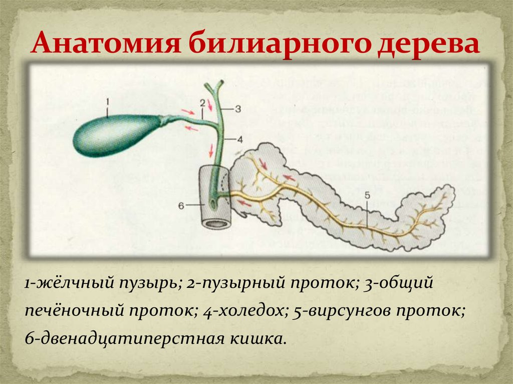 Схема желчного пузыря