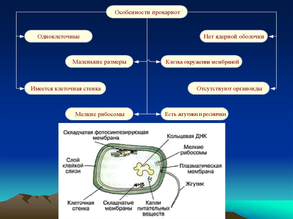 К прокариотам относятся