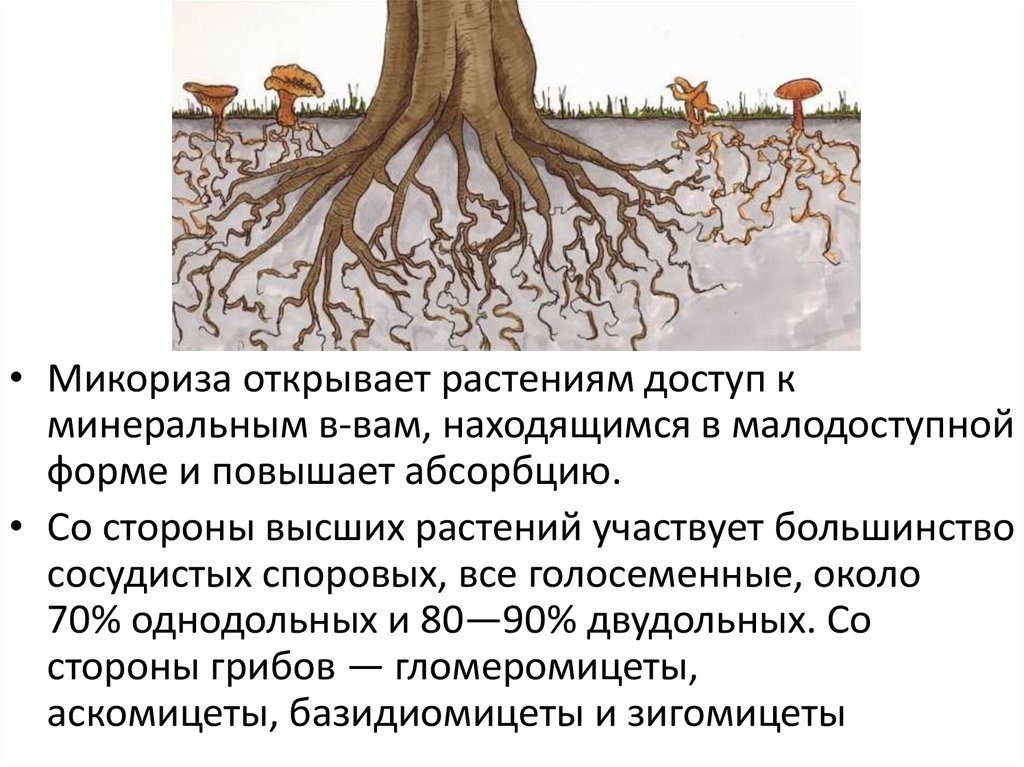 На рисунке показано микориза грибов на корнях дерева эти тесные взаимоотношения 2 видов называются