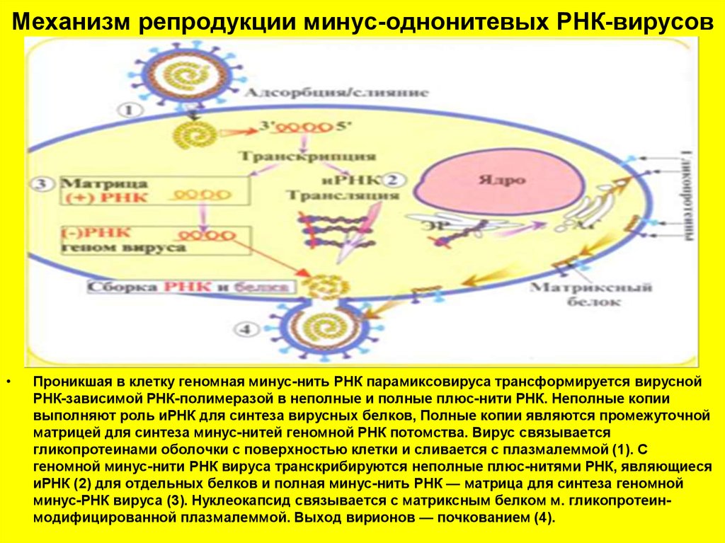 Минус рнк вирусы. Репродукция плюс однонитевых РНК вирусов. Схема репродукции РНК содержащих вирусов. Минус РНК вирусы репродукция. Репликация РНК вирусов схема.