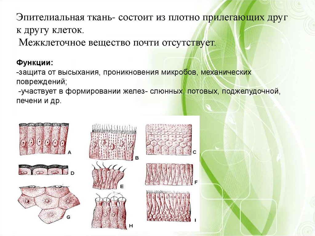 4 ткань состоит из. Защитная функция эпителиальной ткани. Из чего состоит эпителиальная ткань рисунок. Эпителиальная ткань растений функции. Эпителиальная ткань функции рисунок.