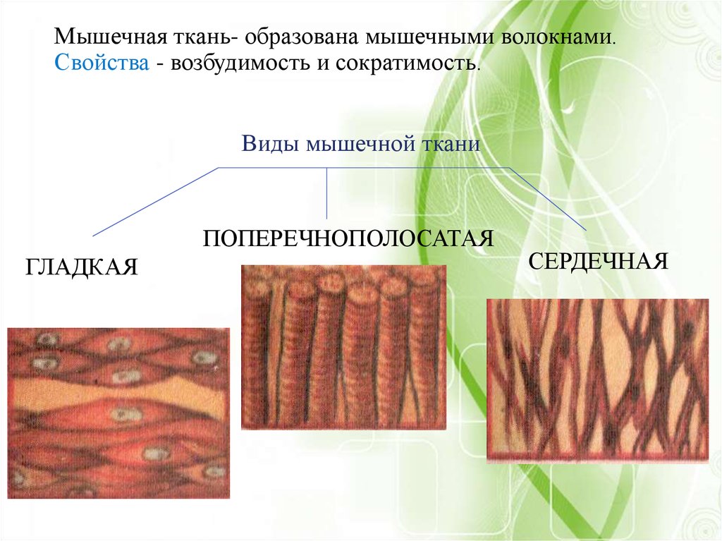 Тканей животных 6 класс. Мышечная ткань животных. Ткани животных мышечная ткань. Строение мышечной ткани животных. Животные ткани мышечная.