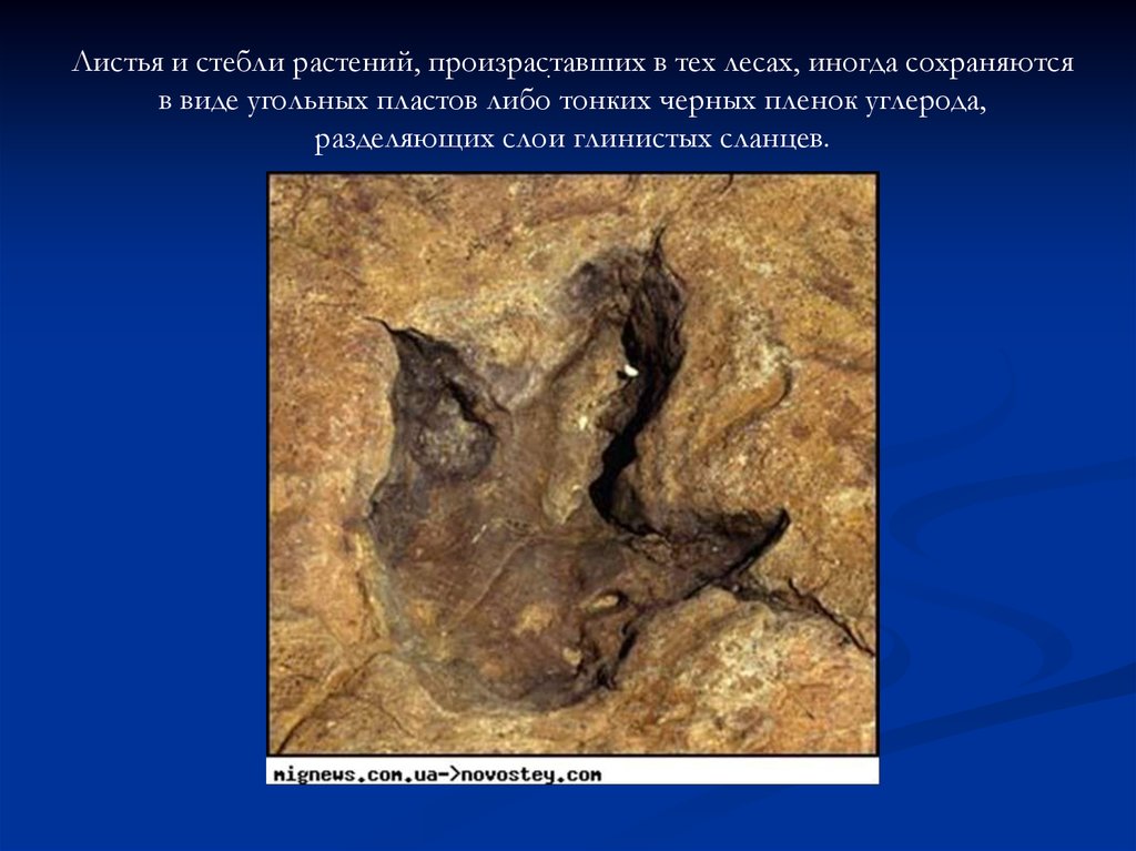 Исследование ископаемых остатков вымерших животных лабораторная работа. Презентация окаменелости вымерших животных и растений.