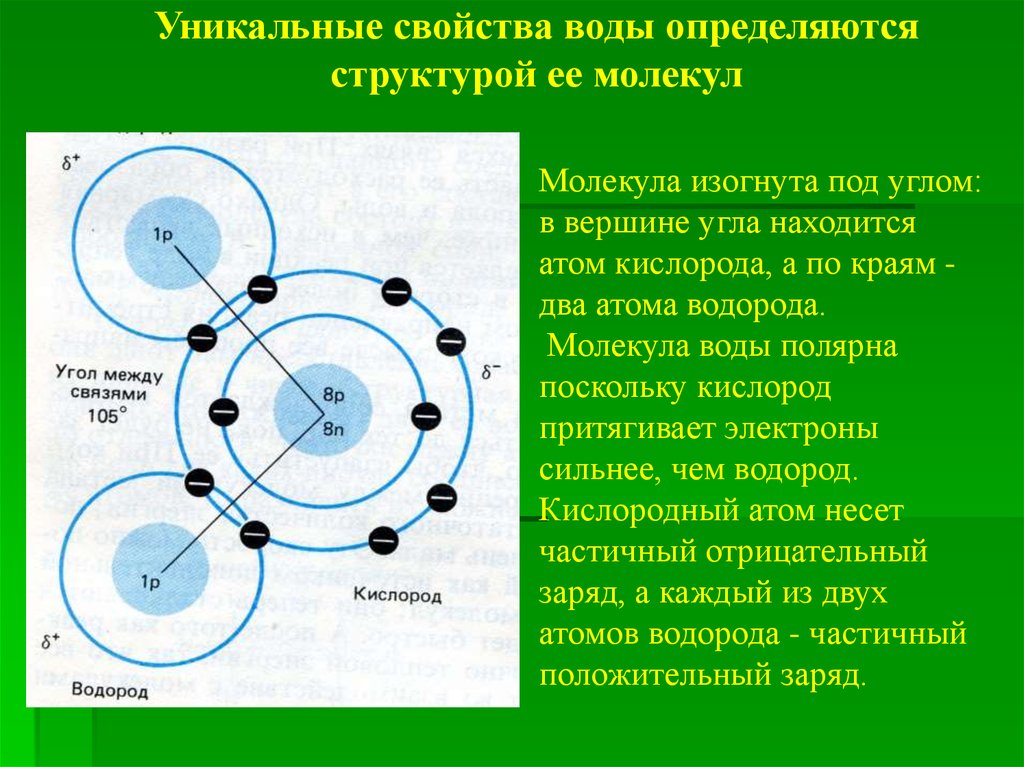 Уникальные свойства. Уникальные свойства воды. Уникальные свойства воды определяются структурой ее молекулы. Уникальные свойства воды определяются. Схема водорода.