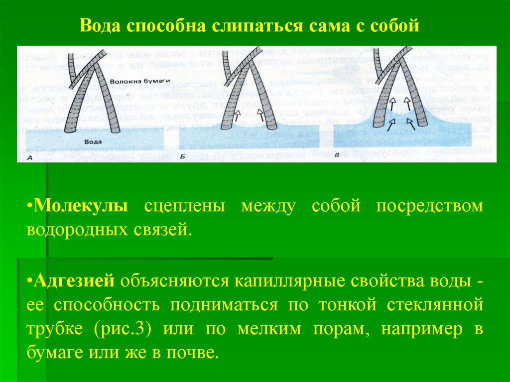 За счет чего происходит. Капиллярные свойства воды. Капиллярные свойства. Капиллярные свойства воды биология. Какое значение для организмов имеют капиллярные свойства воды.