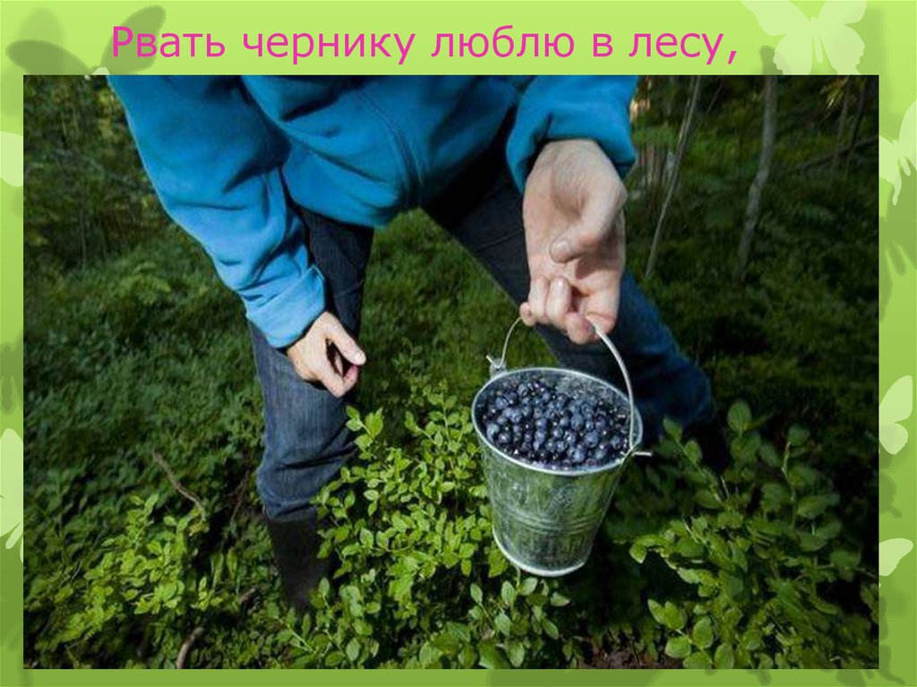 Рвать чернику люблю в лесу,