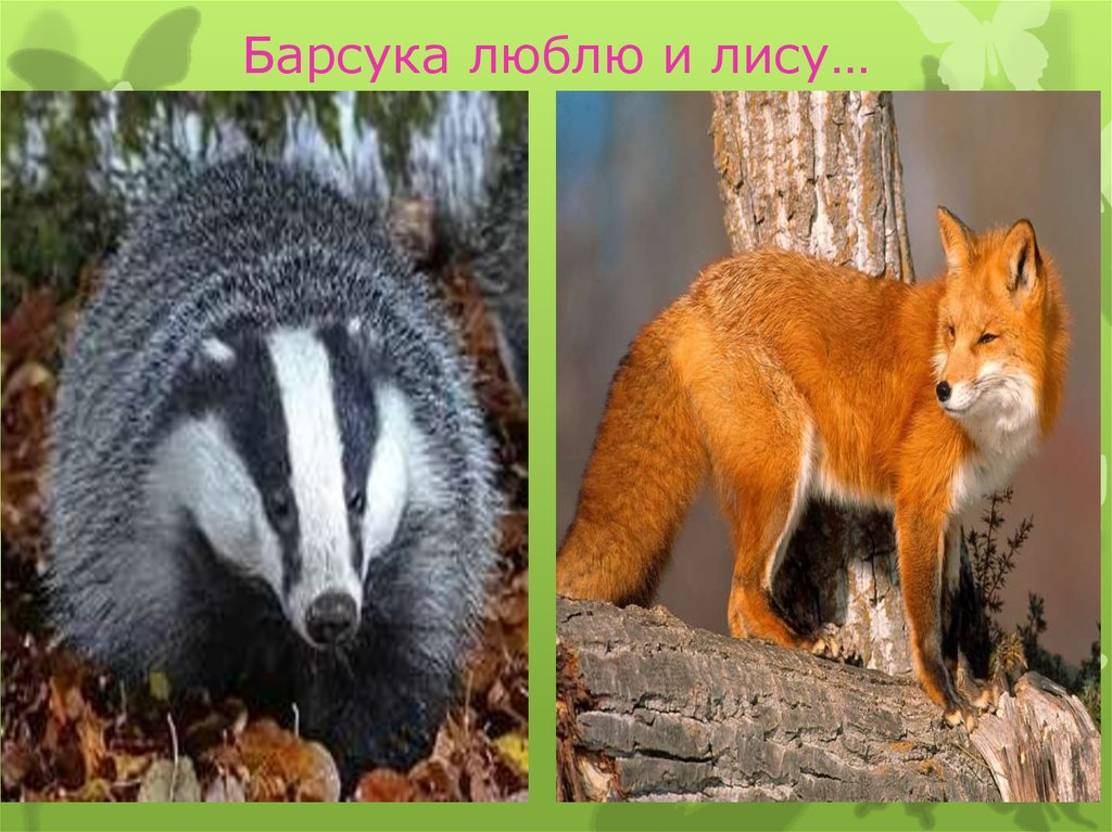 Барсука люблю и лису…