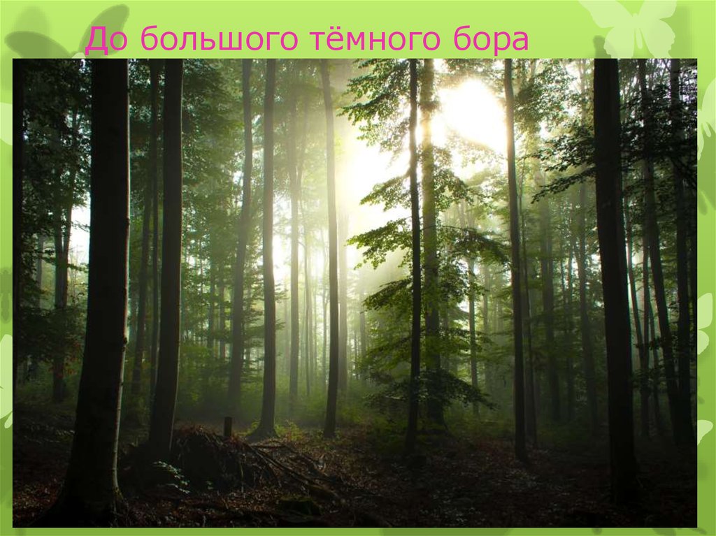 До большого тёмного бора