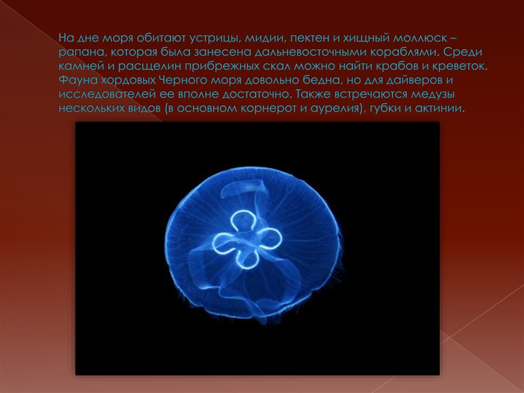 На дне моря обитают устрицы, мидии, пектен и хищный моллюск – рапана, которая была занесена дальневосточными кораблями. Среди