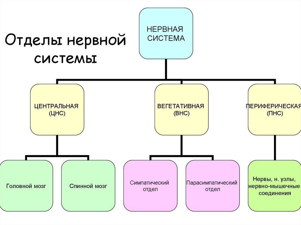 Классификация отделов нервной системы