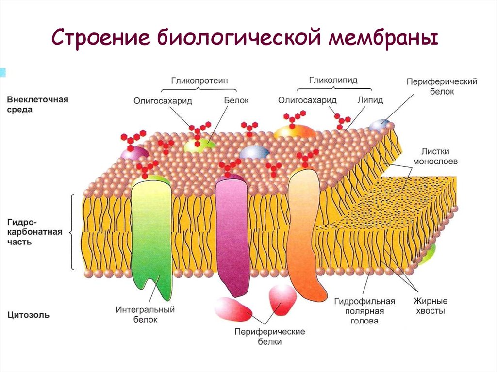 Структурный компонент мембраны клетки. Строение цитоплазматической мембраны биология. Клетка биология строение мембрана. Трехслойная цитоплазматическая мембрана. Строение цитоплазматической мембраны клетки.