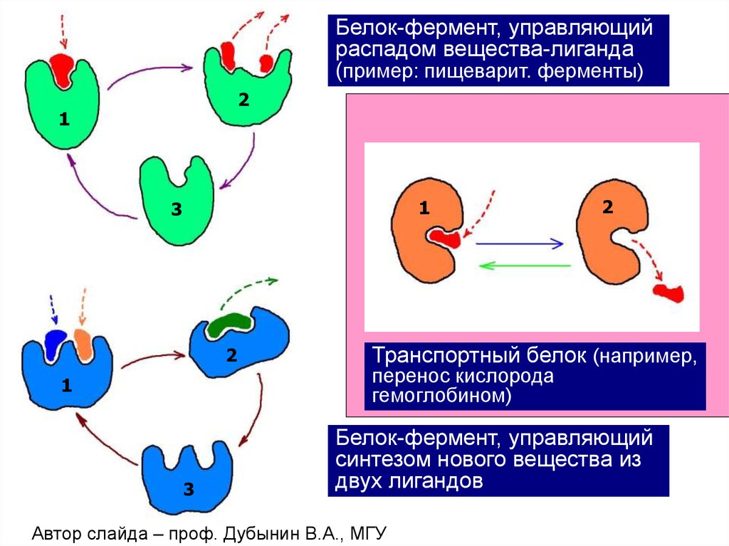 Белки ферменты синтезируются в. Белковые ферменты. Ферментативные белки. Примеры ферментативных белков. Примеры белков ферментов.