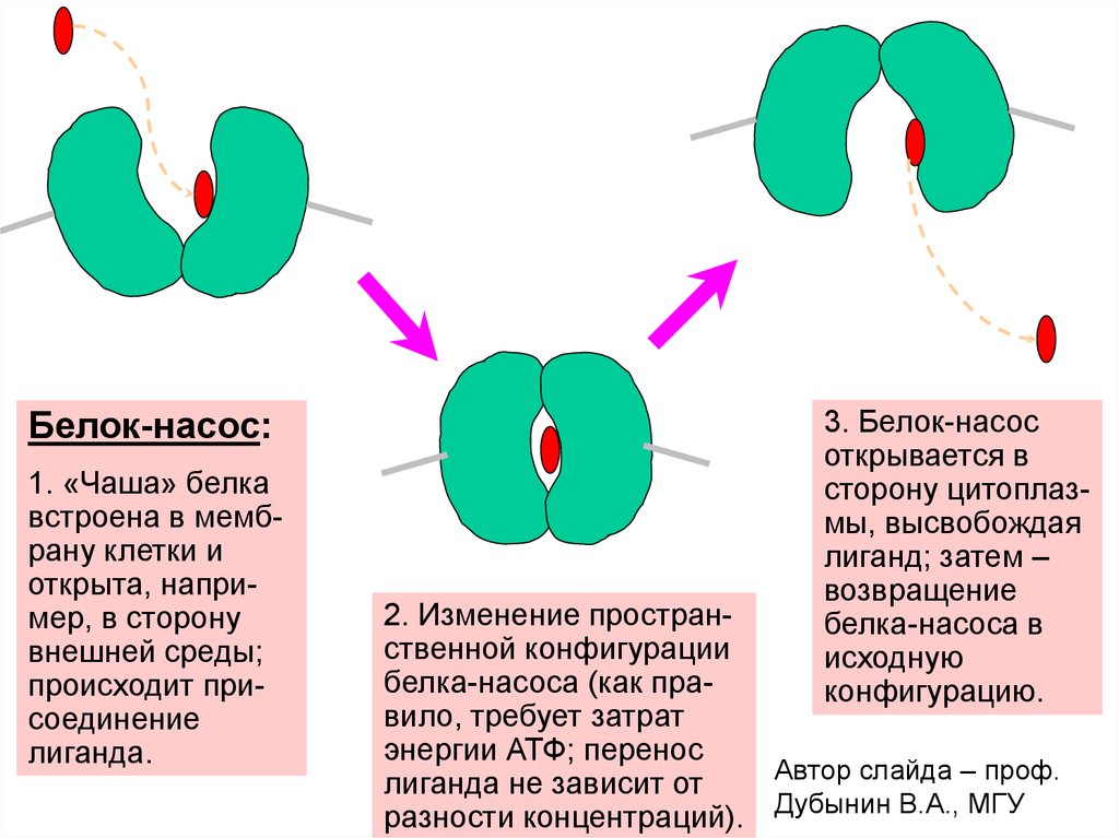 Белки каналы. Белки насосы. Белки переносчики и белки насосы. Белковый насос это. Белки каналы насосы.