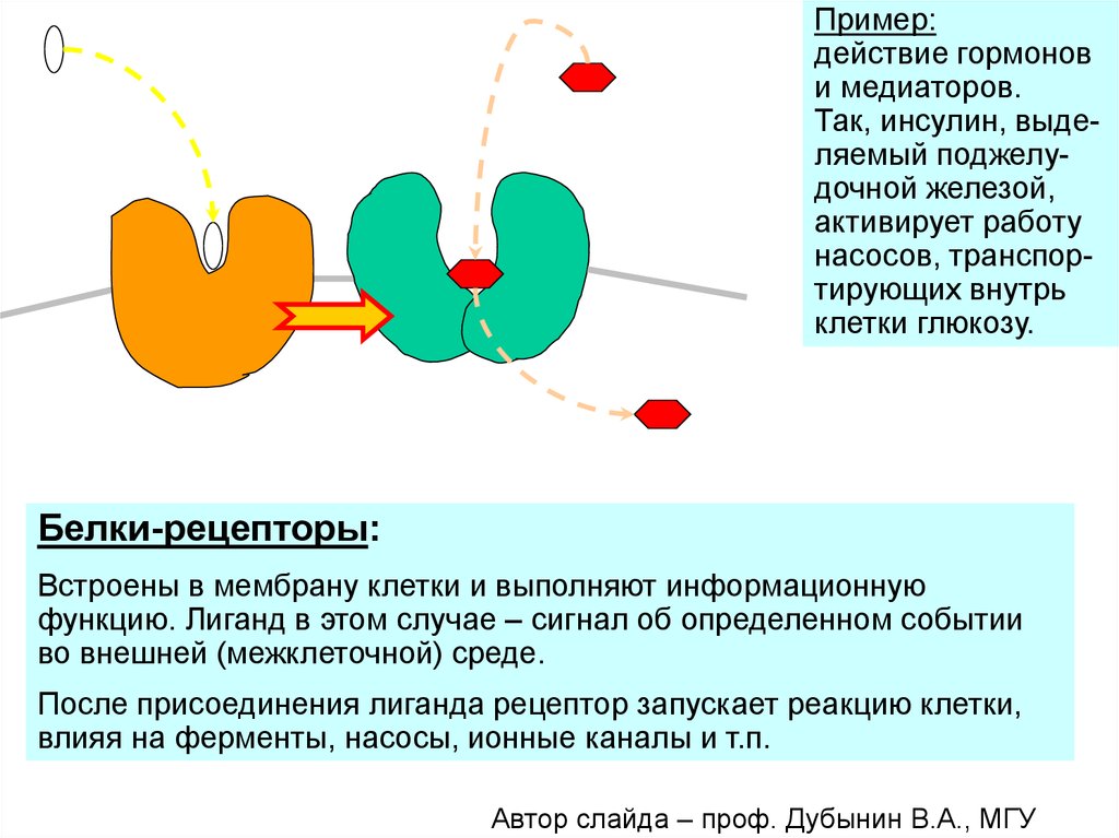 Белки рецепторы. Рецепторные белки мембраны. Лиганд белка рецептора. Функции белков рецепторов. Функцию рецепторов в мембране клетки выполняют.