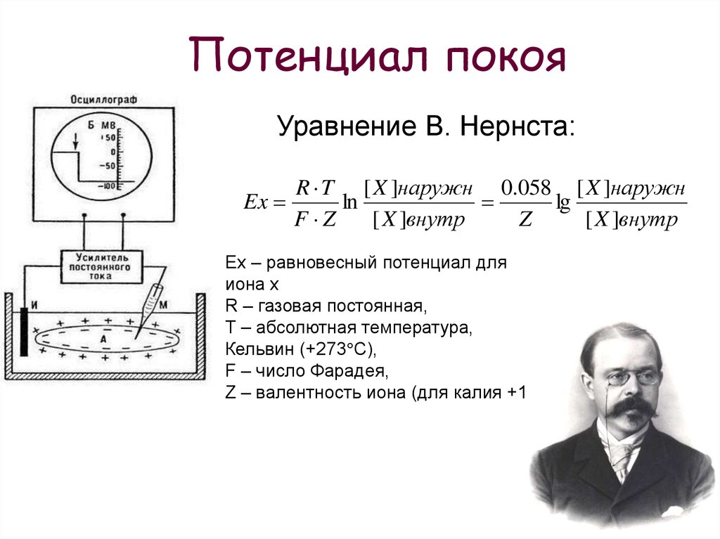 Потенциал покоя. Потенциал Нернста физиология. Формула мембранного потенциала Нернста. Потенциал покоя клетки формула. Уравнение потенциала покоя.