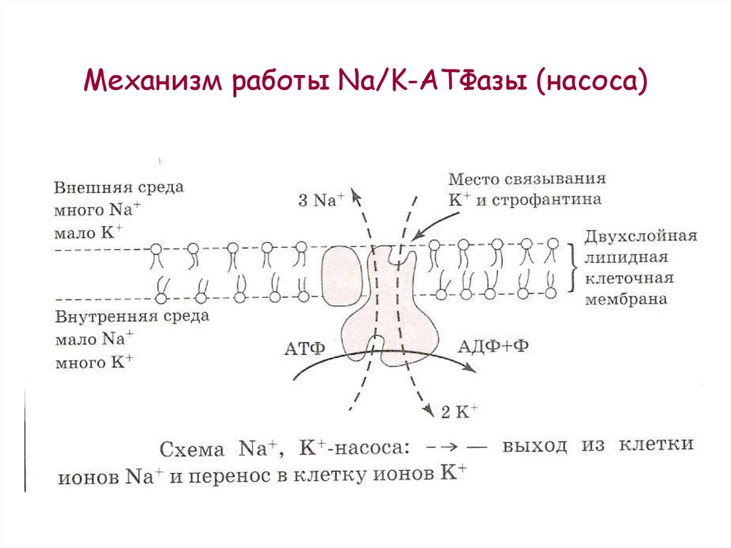 Калий натриевый насос схема