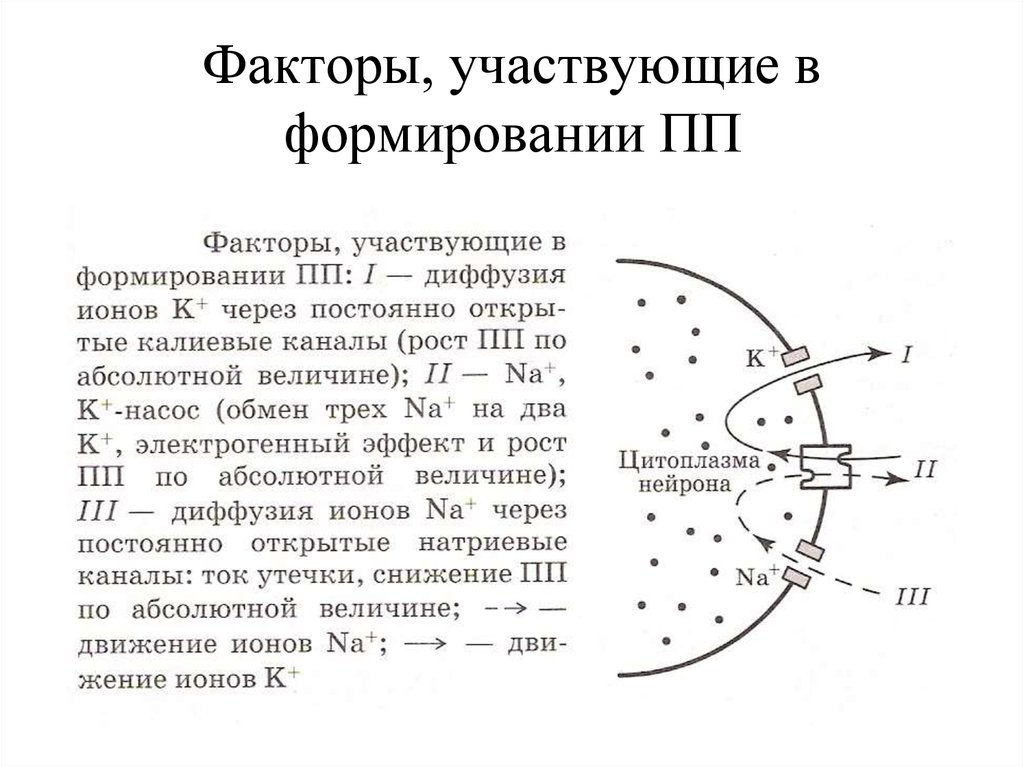 Формирование п п. Факторы участвуют в формировании теории поколений. Какие факторы не принимают участия в формировании. Какие факторы не принимают участия в формировании лунных гор.