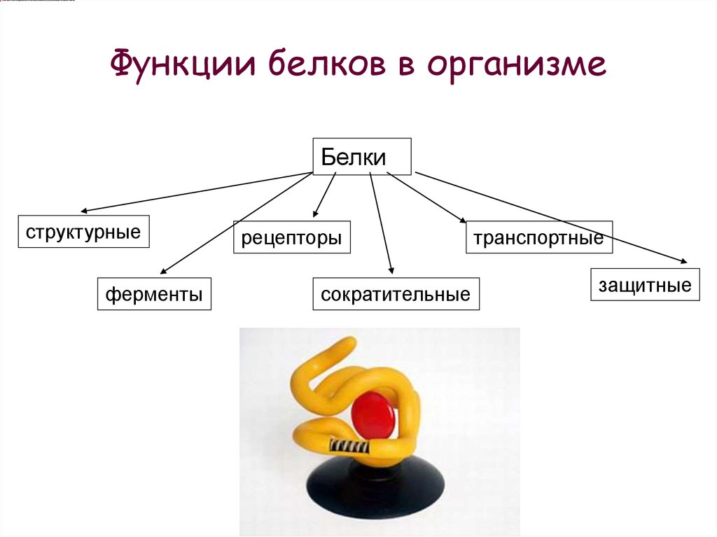 Функции белков в организме. Белки функции схема.