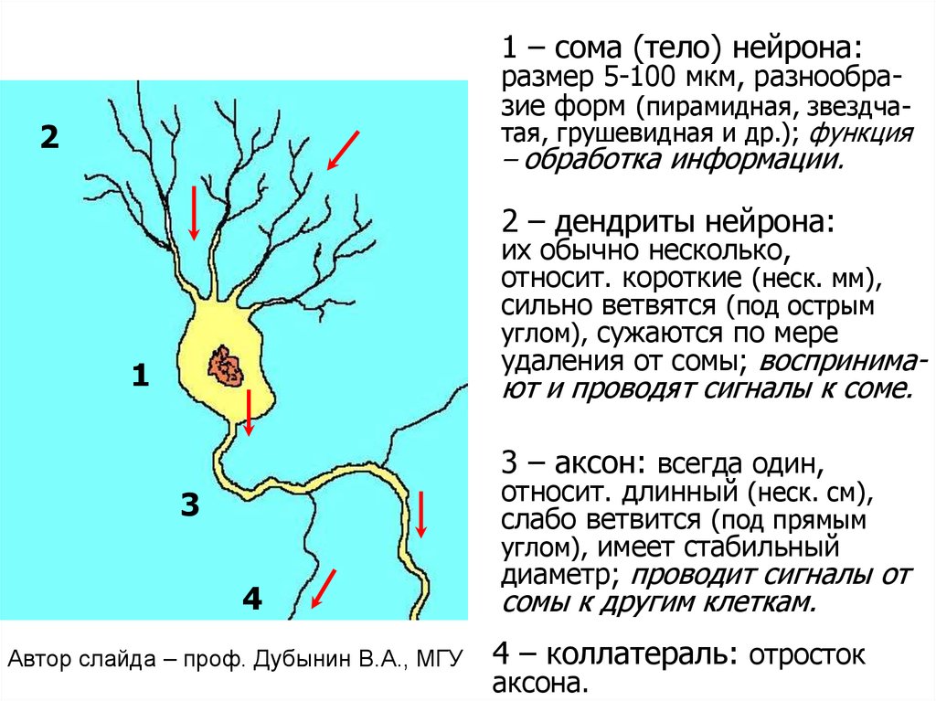 Короткие аксоны сильно ветвятся. Функции сомы нейрона. Размер нейрона. Сома функции в нейроне. Сома тело нейрона.